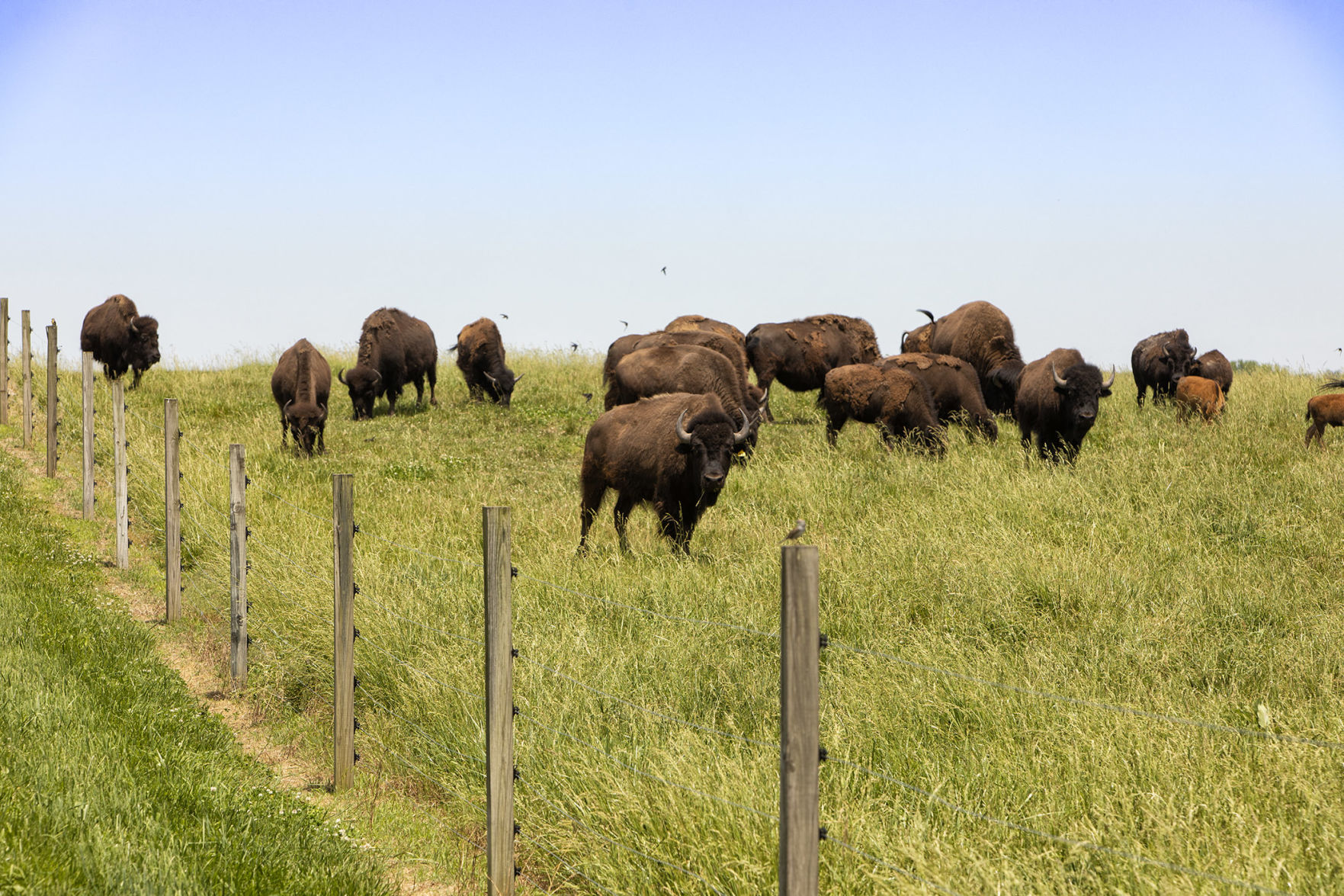 BISON BLISS